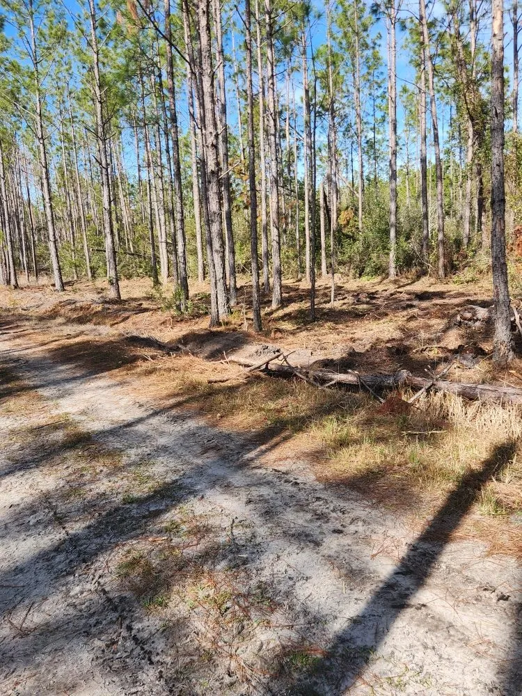 Affordable yard cleanup service experts serving Cape Coral, FL - Southern Land Management