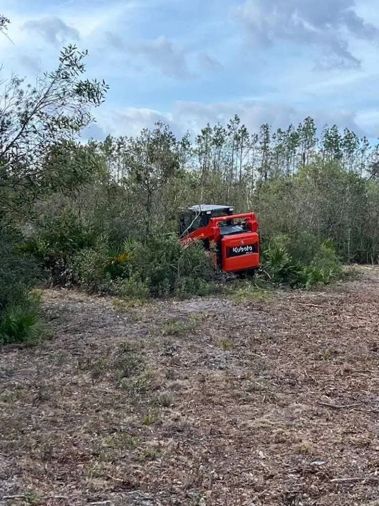 Professional yard cleanup service in Cape Coral, FL - Southern Land Management