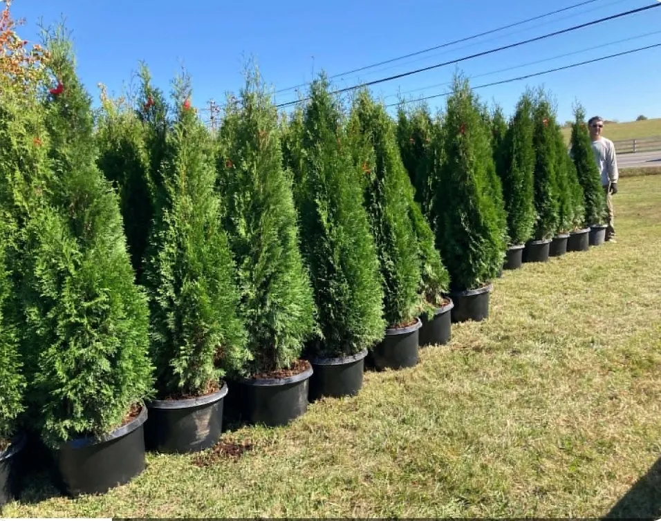 Affordable residential landscaping near you in Primm Springs, TN by Southern Landscape Maintenance