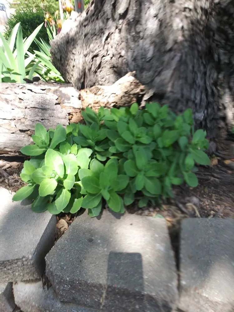 Professional residential landscaping experts serving Wichita, KS - Southern Landscape