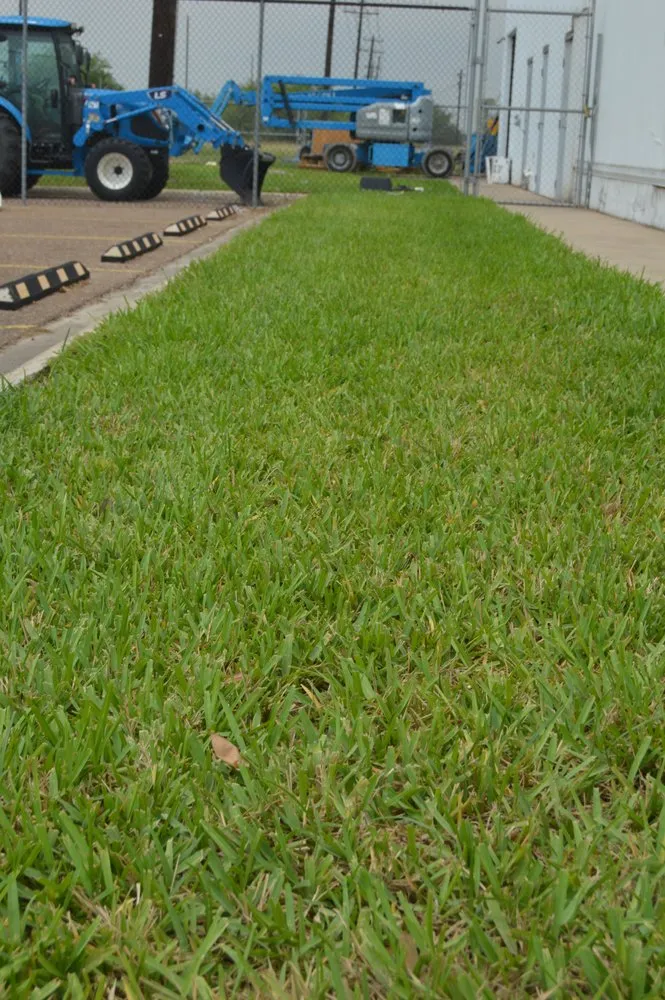 Top-rated yard cleanup service in McAllen, TX by Southern Landscapers