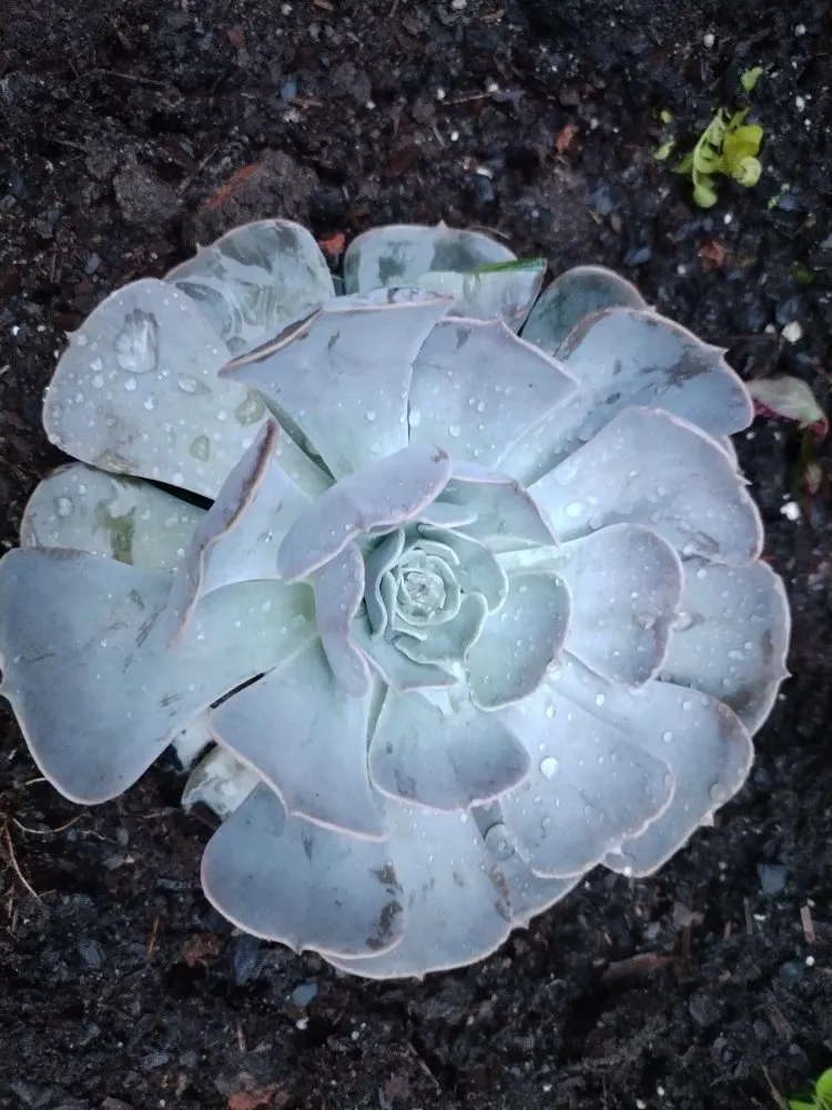 Affordable landscape installation for outdoor upgrades across Macon, GA - Southern Landscaping By Brandy