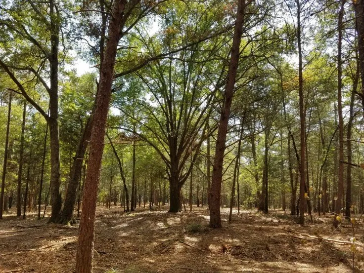 Top-rated landscape design in Carnesville, GA by Southern Landworks