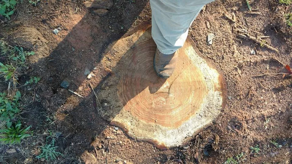 Local outdoor landscaping experts serving Carnesville, GA - Southern Landworks
