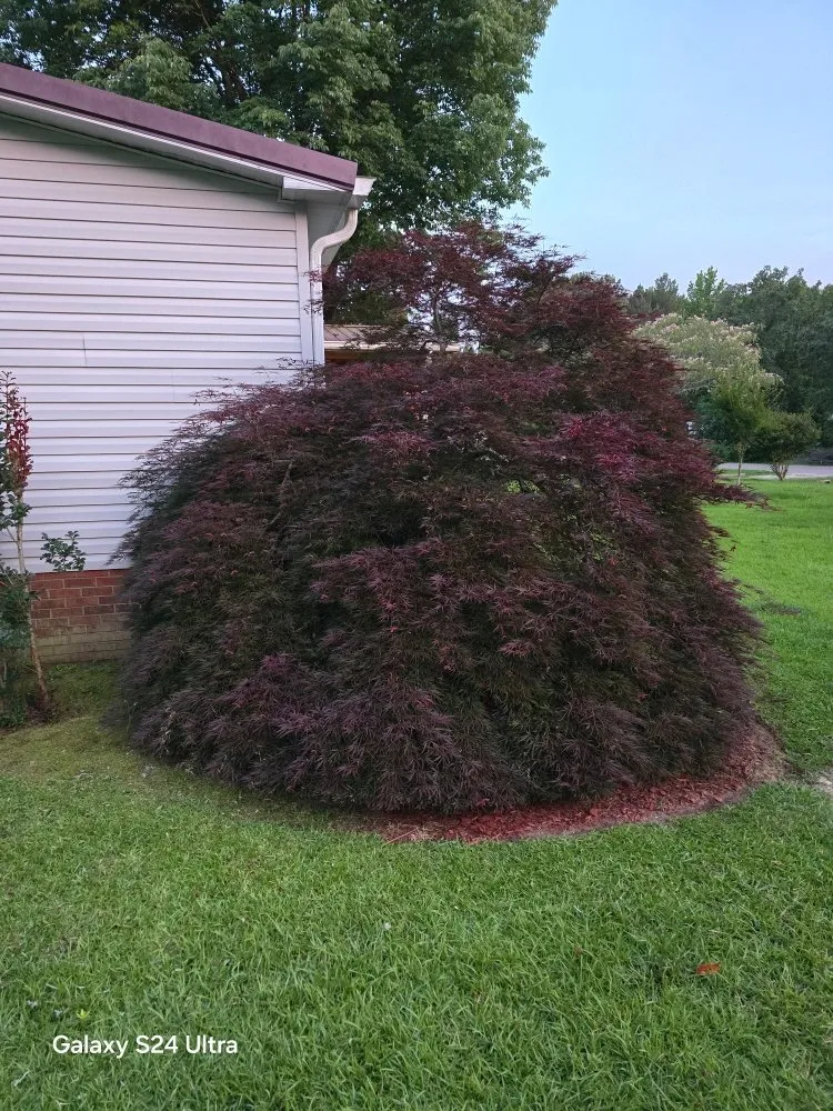 Top-rated yard cleanup service in Fayetteville, NC by Southern Lawn Care