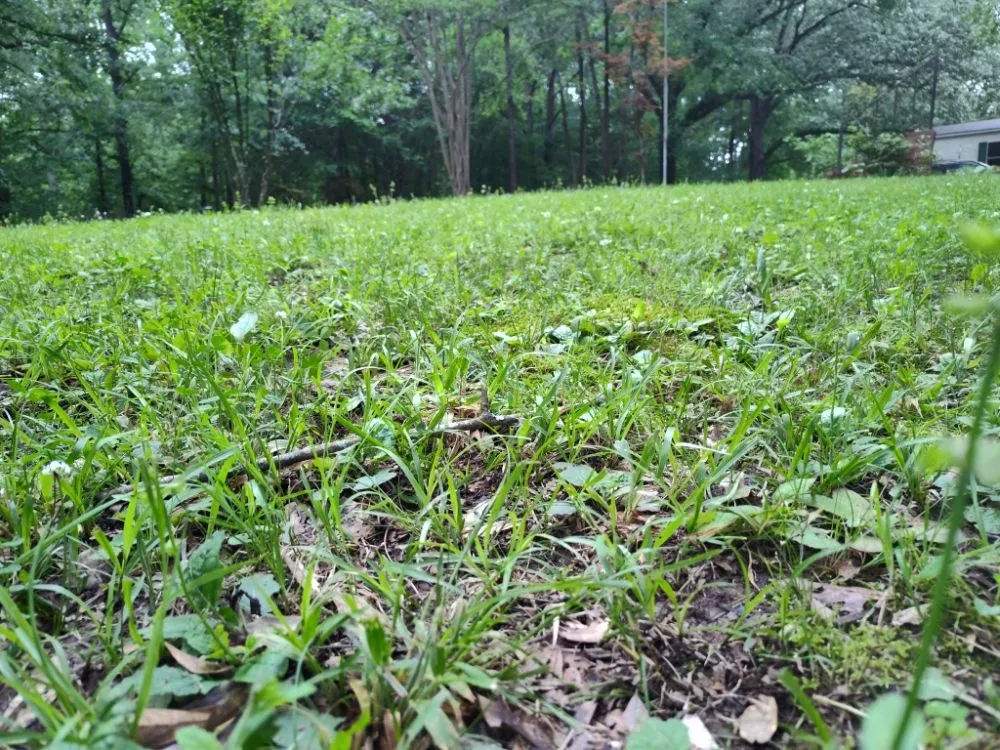 Top-rated lawn mowing service for residential properties across Olive Branch, MS - Southern Lawn Care