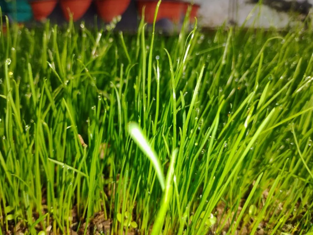 Expert yard maintenance experts serving Olive Branch, MS - Southern Lawn Care