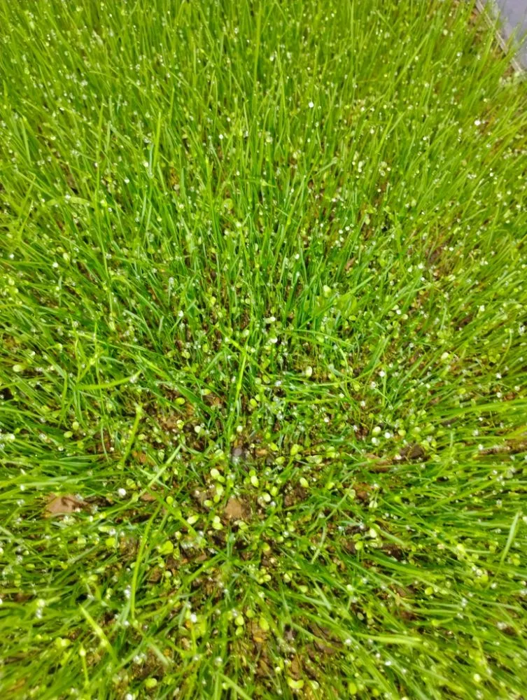 Affordable landscaping services in Olive Branch, MS - Southern Lawn Care