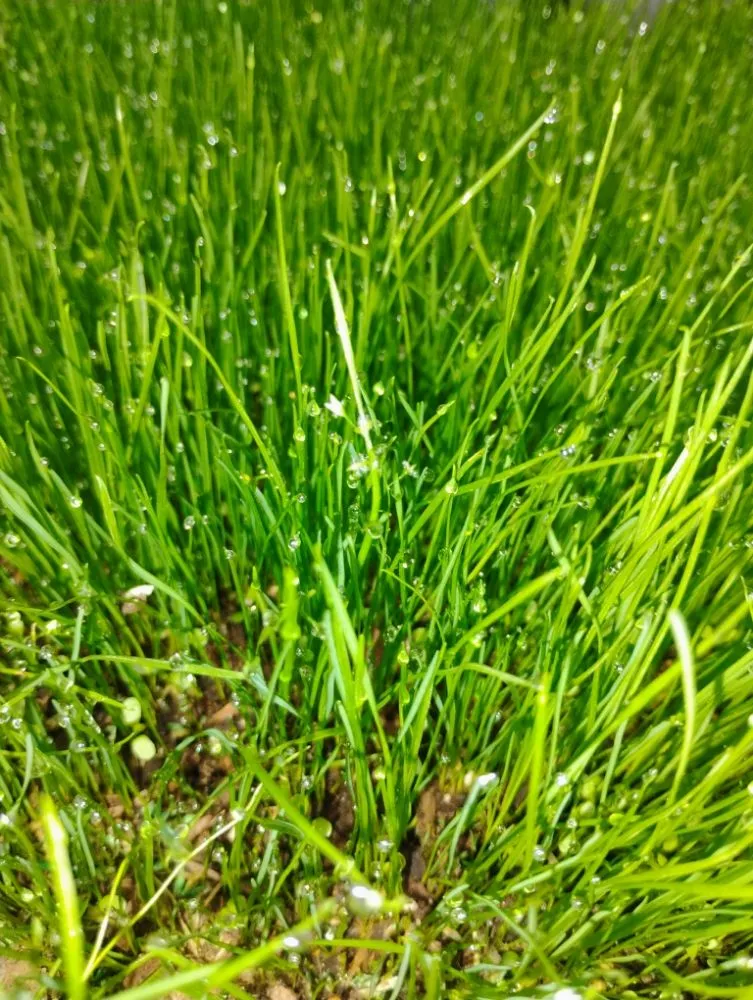 Custom lawn mowing service for year-round maintenance across Olive Branch, MS - Southern Lawn Care