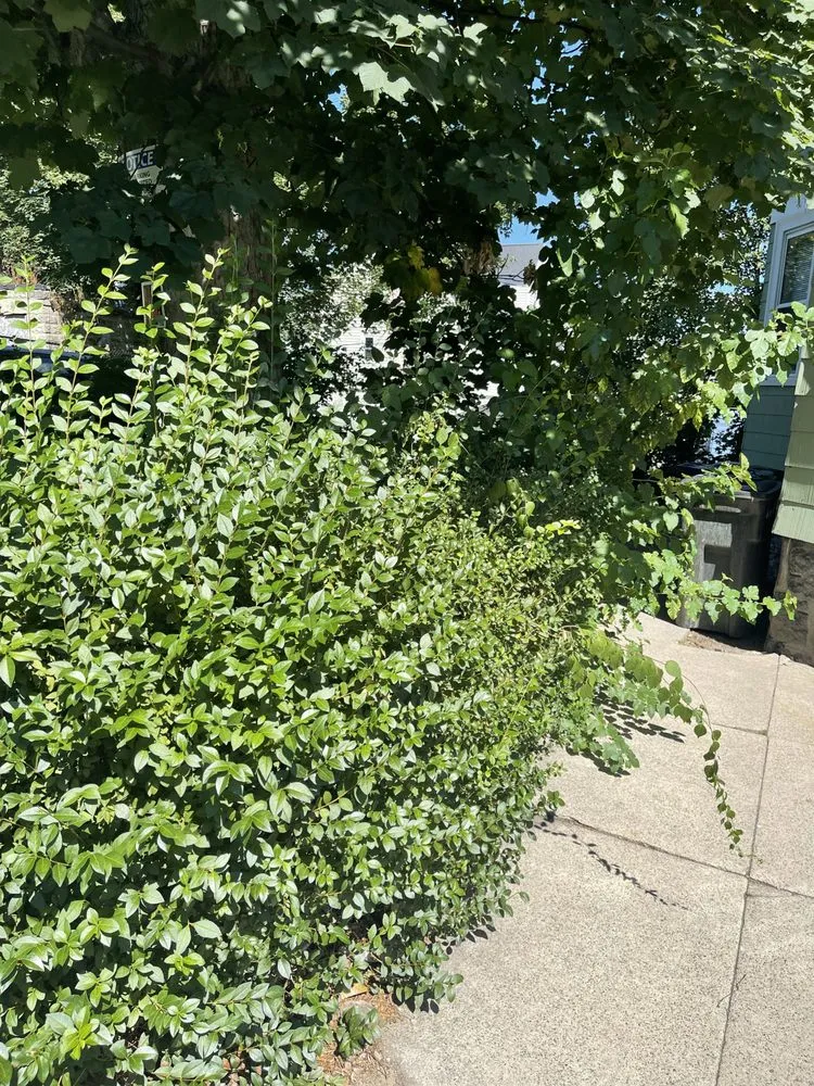 Expert lawn mowing service in Boston, MA by Southern Maintenance Services