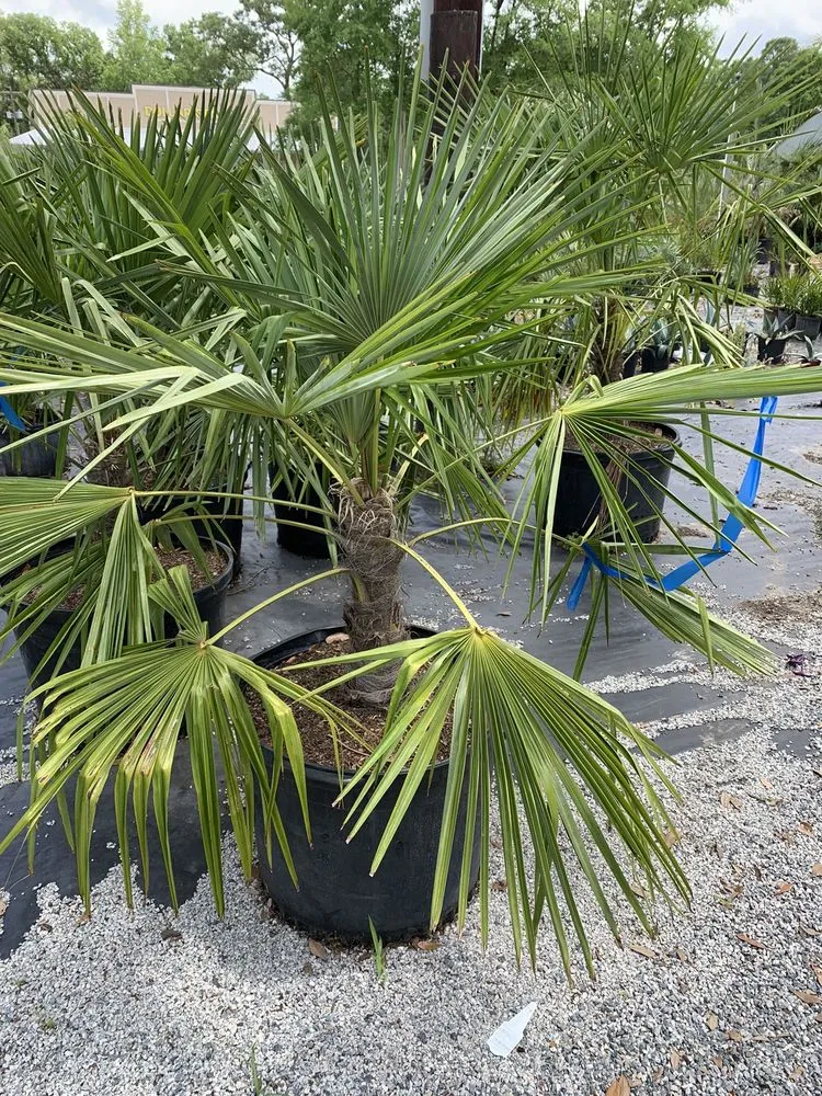 Trusted lawn care service in Bluffton, SC by Southern Marsh Nursery Bluffton