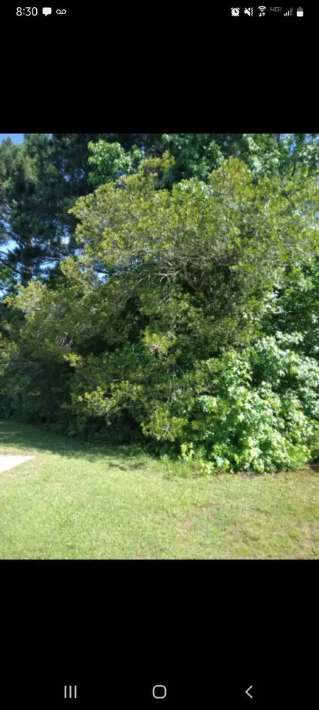 Trusted lawn care service in Myrtle Beach, SC - Southern Moss Landscaping