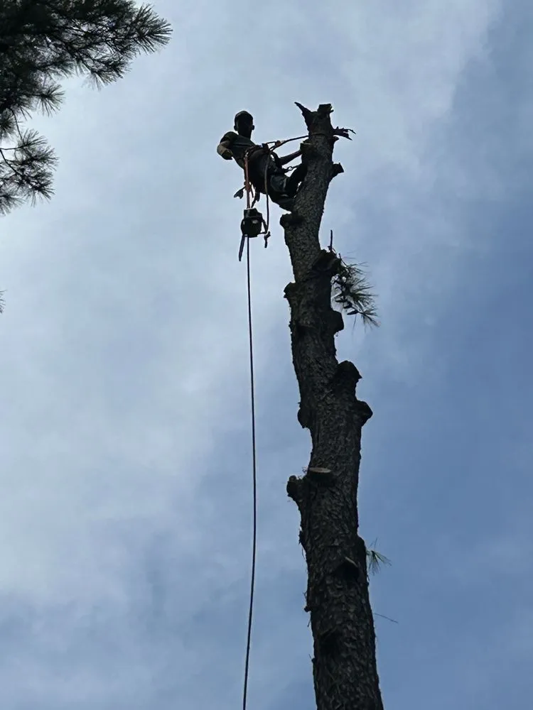 Professional yard cleanup service in Southport, NC by Southern Oak Lawn Renovation