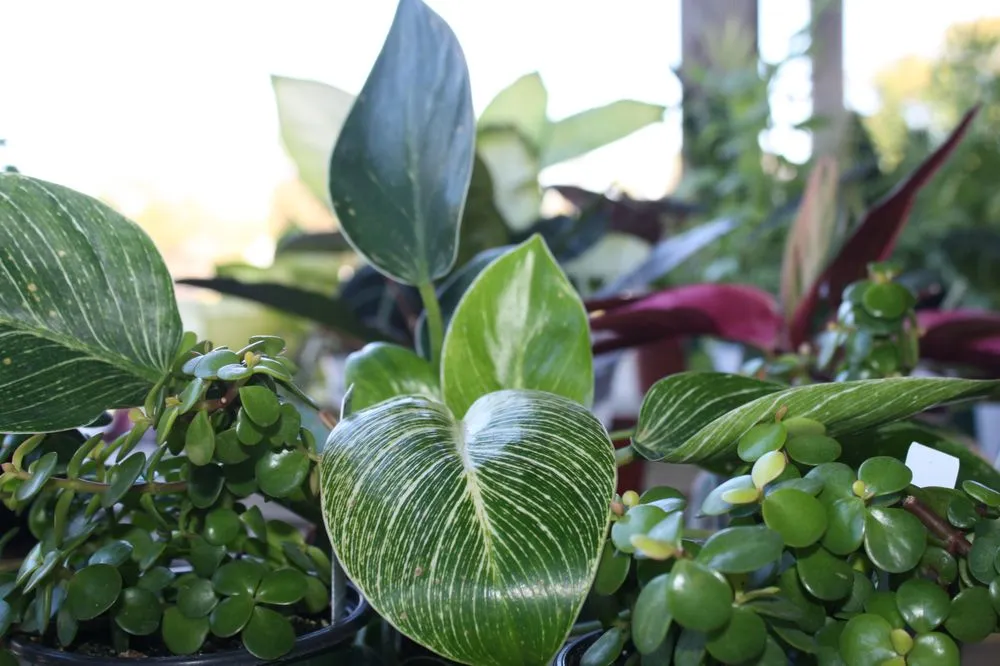 Custom residential landscaping experts serving Smiths Station, AL - Southern Oaks Nursery & Landscaping