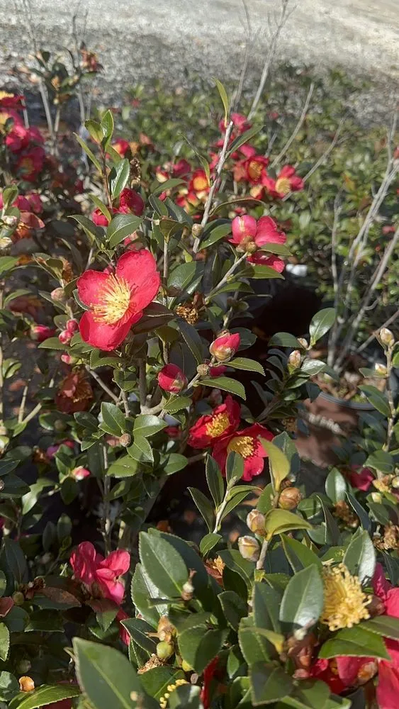 Affordable yard maintenance experts serving Smiths Station, AL - Southern Oaks Nursery & Landscaping