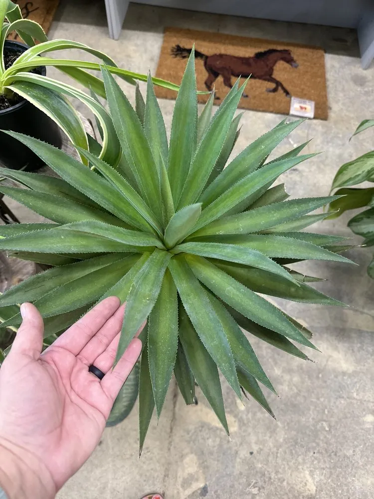 Trusted outdoor landscaping in Smiths Station, AL - Southern Oaks Nursery & Landscaping