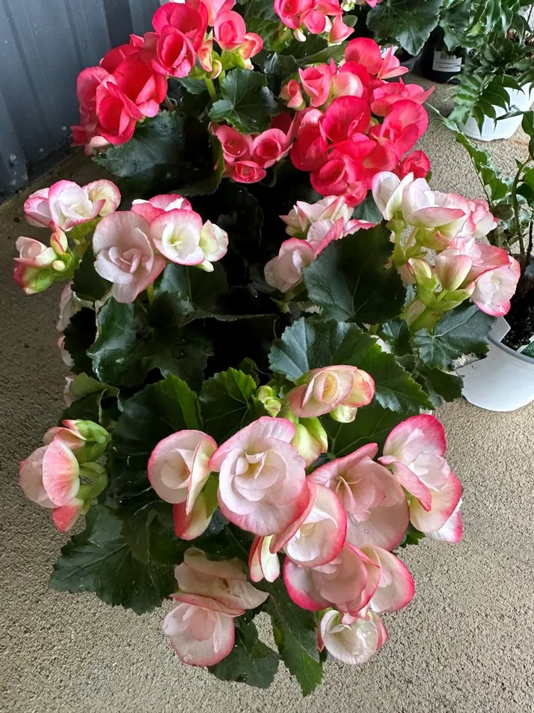 Professional landscape design in Smiths Station, AL by Southern Oaks Nursery & Landscaping