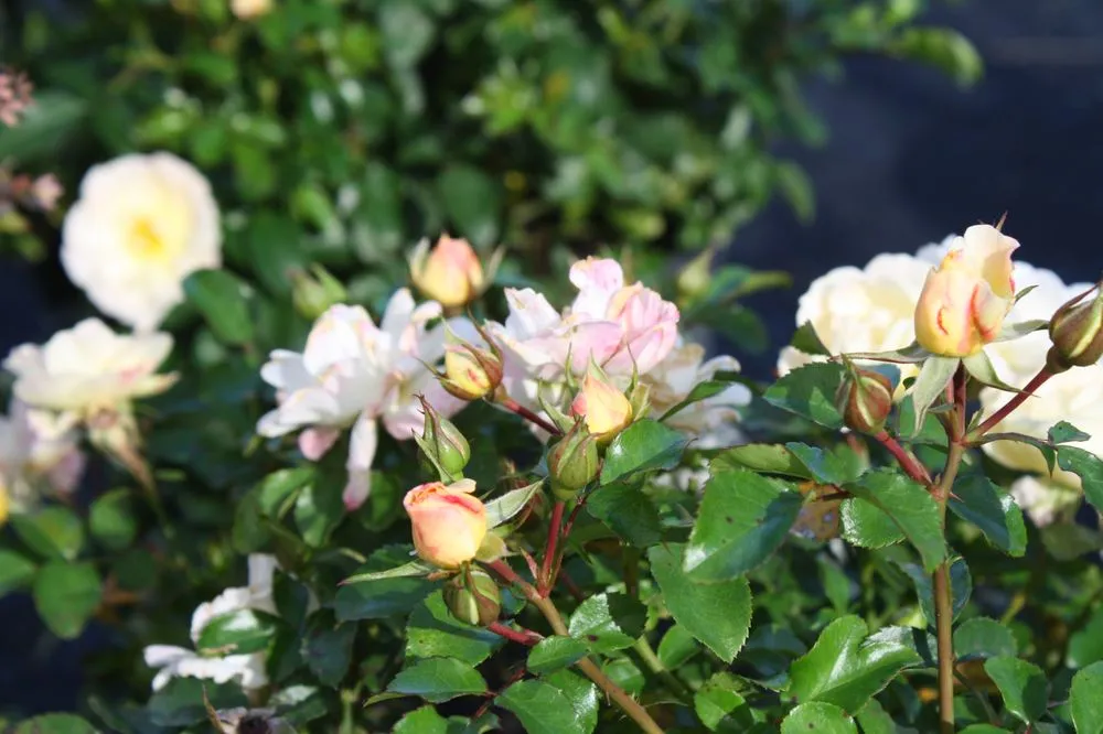 Top-rated yard maintenance for homes in Smiths Station, AL by Southern Oaks Nursery & Landscaping