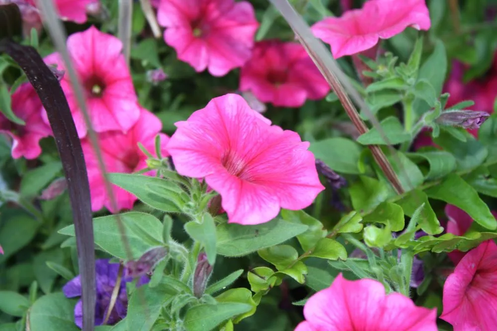 Expert residential landscaping in Smiths Station, AL - Southern Oaks Nursery & Landscaping