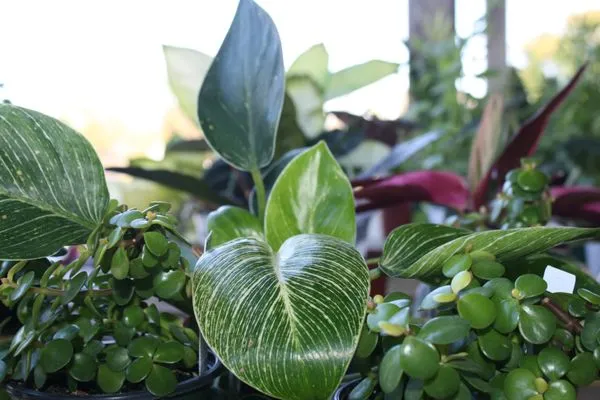 Southern Oaks Nursery & Landscaping