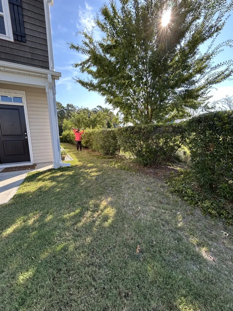 Professional yard maintenance in Charleston, SC - Southern Palms Landscaping