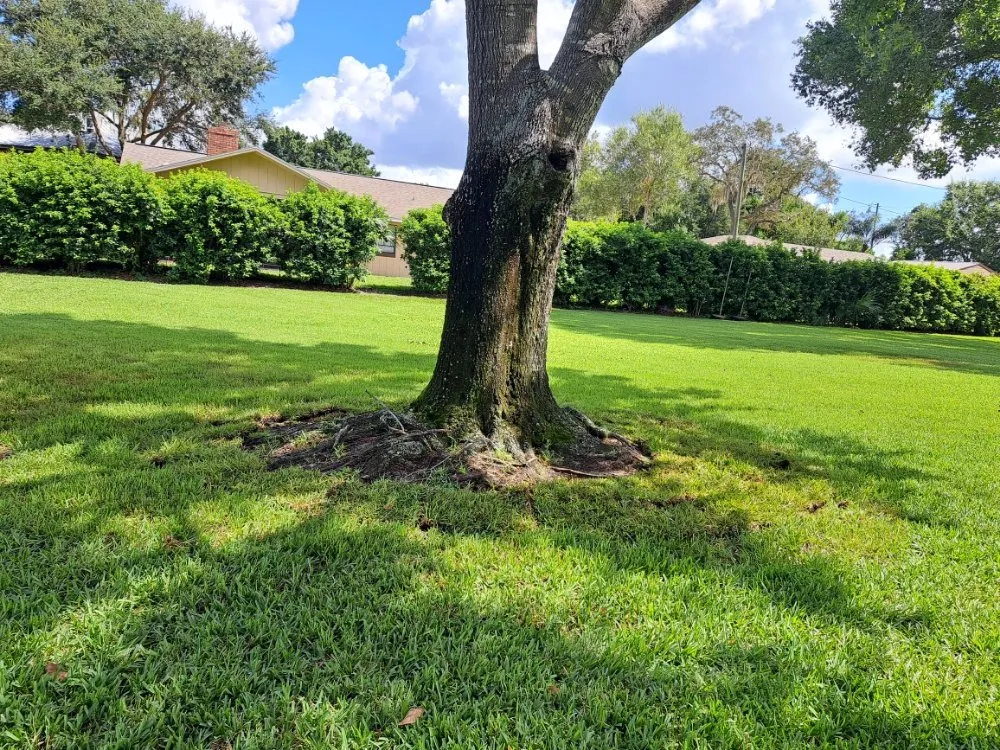 Trusted landscape design for beautiful yards in Lake Placid, FL by Southern Paradise Landscaping