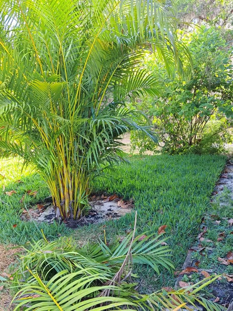 Custom outdoor landscaping experts serving Lake Placid, FL - Southern Paradise Landscaping