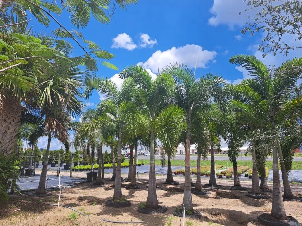 Expert outdoor landscaping with custom design across Lake Placid, FL - Southern Paradise Landscaping