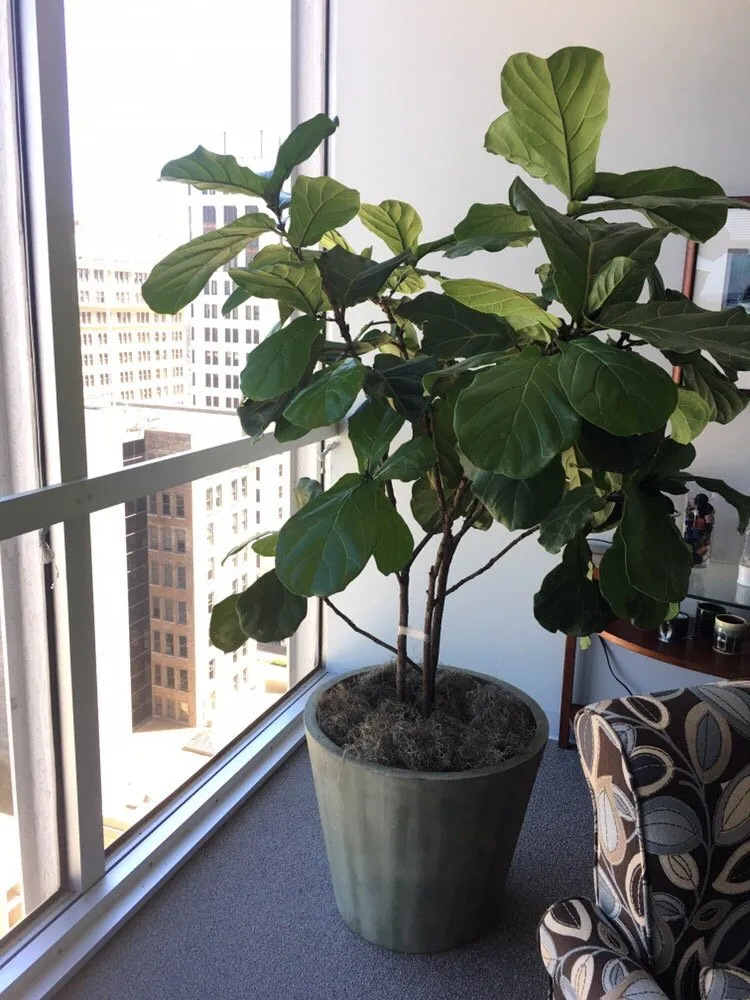 Local landscape installation with custom design across Bessemer, AL - Southern Plant Designs