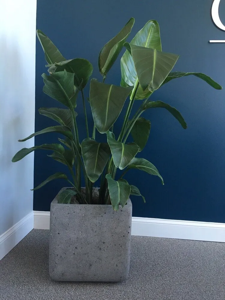 Local yard cleanup service in Bessemer, AL by Southern Plant Designs