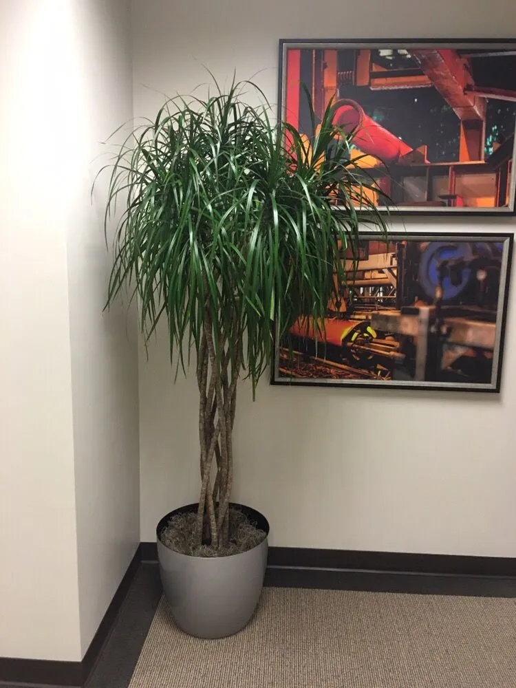 Trusted landscape design in Bessemer, AL - Southern Plant Designs