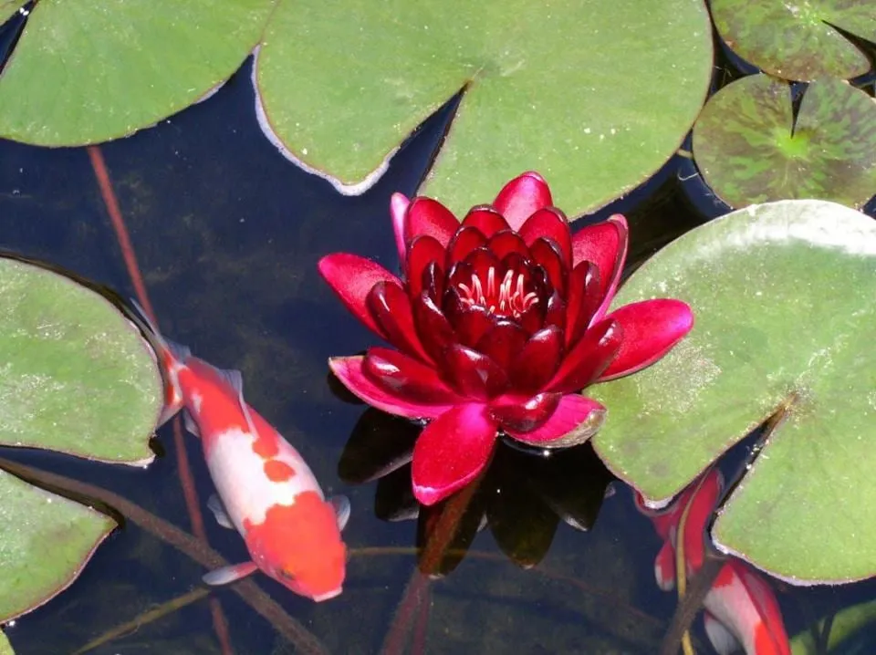 Expert residential landscaping in Boca Raton, FL by Southern Pond and Fountain