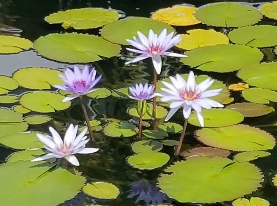 Trusted lawn care service for residential properties across Boca Raton, FL - Southern Pond and Fountain