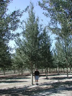 Southern Pride Tree Farm Inc Logo