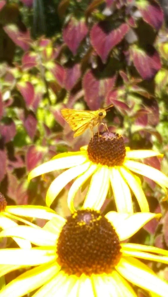 Professional yard maintenance in Bluffton, SC by Southern Properties