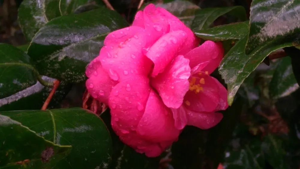 Expert outdoor landscaping for beautiful yards in Bluffton, SC by Southern Properties