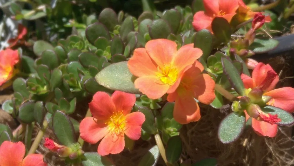 Professional residential landscaping for beautiful yards across Bluffton, SC - Southern Properties