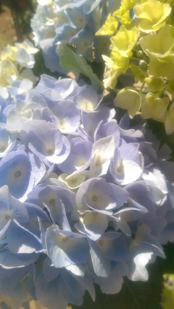 Custom landscaping services in Bluffton, SC - Southern Properties