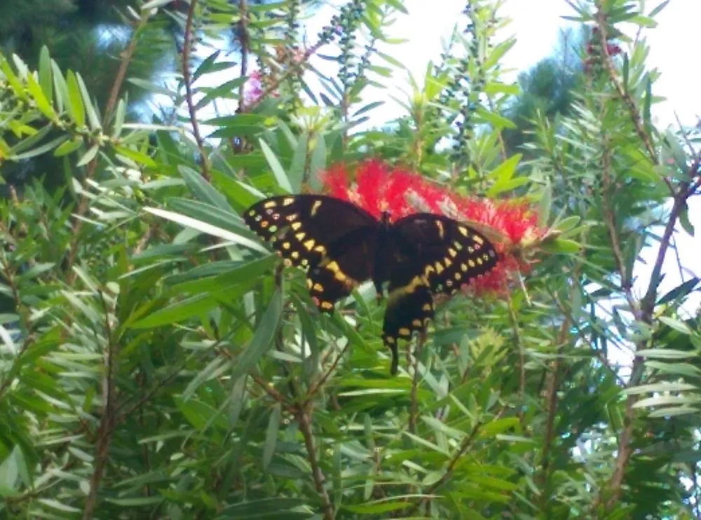 Custom lawn care service for residential properties in Bluffton, SC by Southern Properties