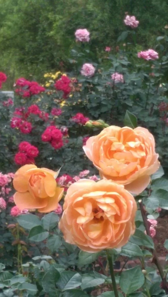 Reliable yard cleanup service experts serving Bluffton, SC - Southern Properties