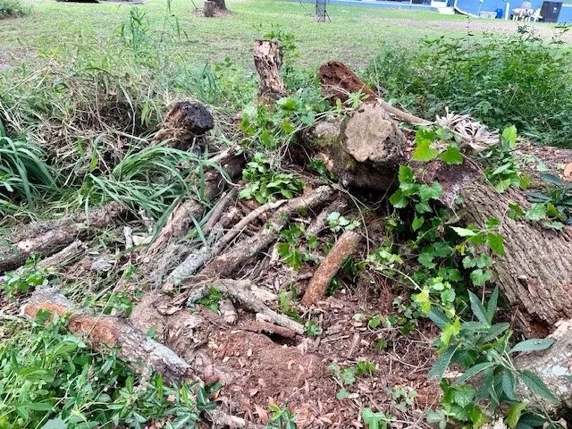 Expert yard cleanup service for year-round maintenance in Wimauma, FL by Southern Property Solutions