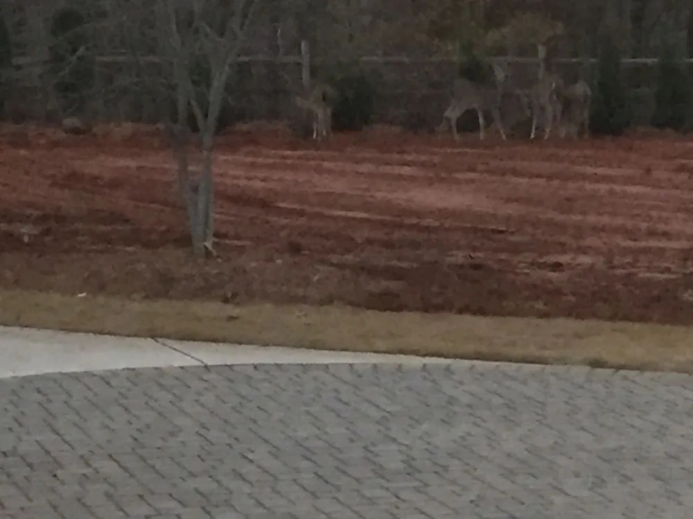 Local yard maintenance in Dacula, GA - Southern Quality Landscape LLC