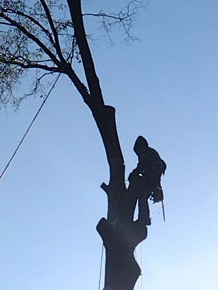 Affordable lawn care service for outdoor upgrades in Greenville, MS by Southern Roots