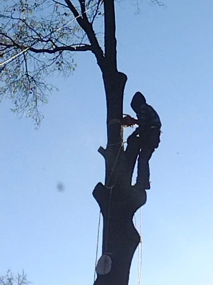 Local lawn care service experts serving Greenville, MS - Southern Roots