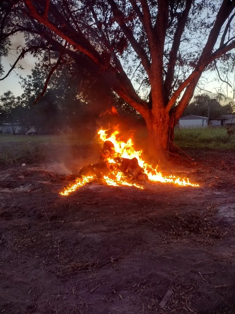 Professional lawn care service near you in Greenville, MS by Southern Roots