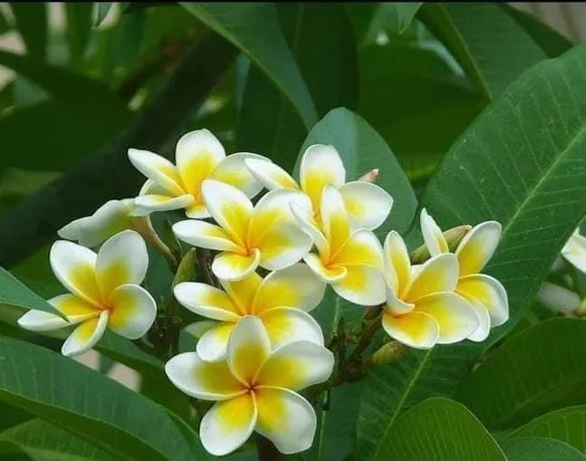 Expert residential landscaping for homes across Montevallo, AL - Southern Roots Landscape Creations