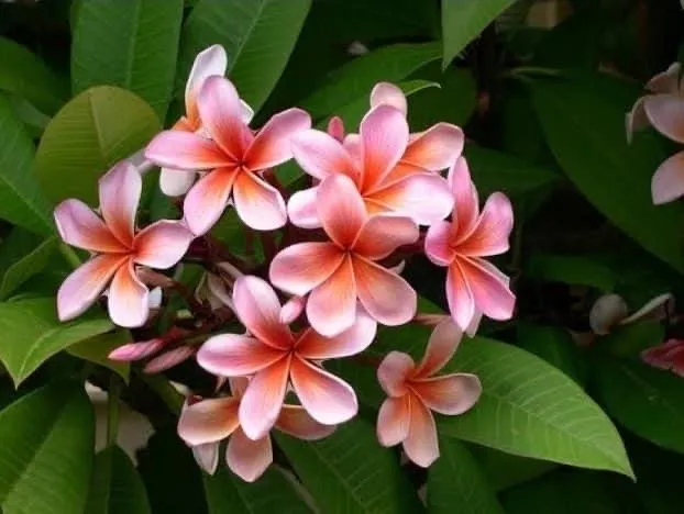 Top-rated residential landscaping in Montevallo, AL - Southern Roots Landscape Creations