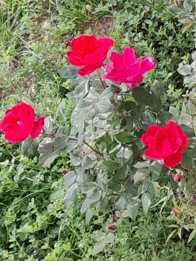 Local yard cleanup service for homes across Abilene, TX - Southern Roots Lawn Care