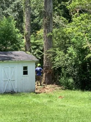 Southern Roots Tree Service Logo