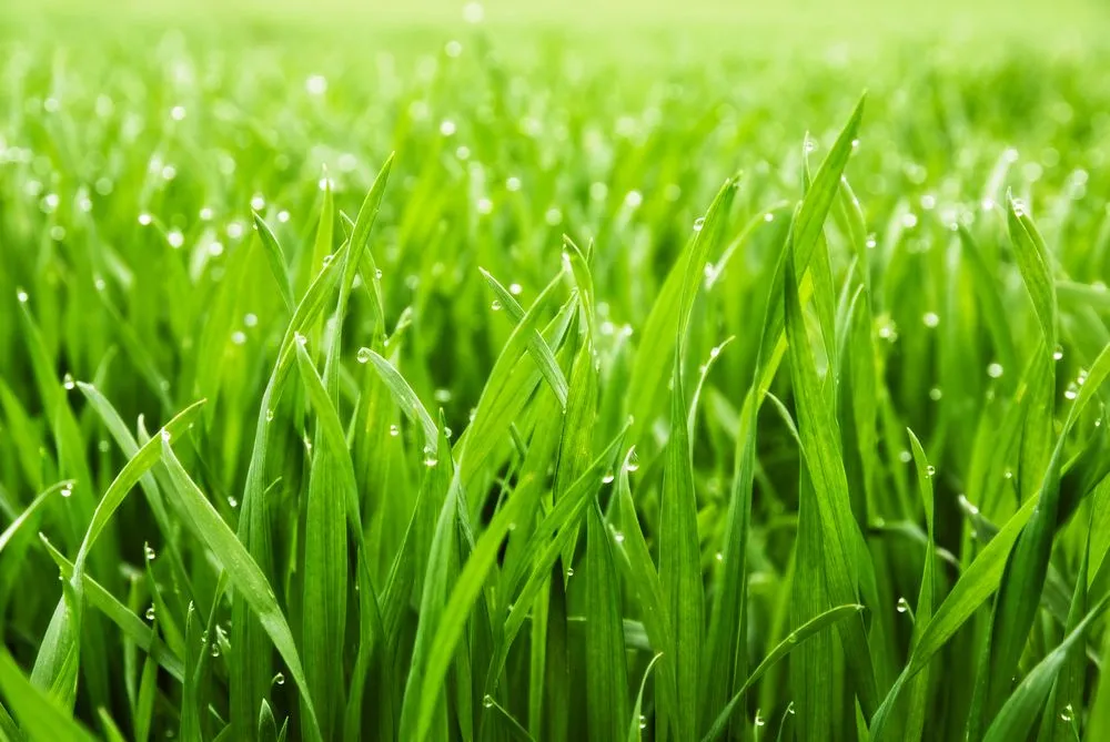 Custom yard maintenance in Hubert, NC - Southern Royalty Services